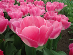 Keukenhof (22)